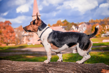 Dog Jack Russell Terrier for a walk in the park. Home pet. Dog walking in the park. Autumn Park.