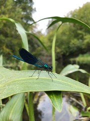 dragonfly on leaf