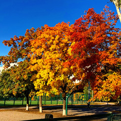 Naklejka premium autumn trees in park