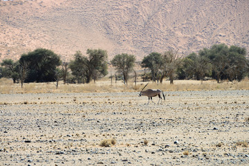 Fototapeta na wymiar Oryx, Sossusvlei, Namib, Namibia