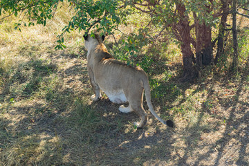 Adult lioness in the zoo quietly walks in the enclosure.