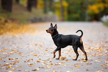 small black dog walking outdoors in autumn