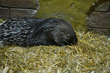 porcupine in a children's contact zoo