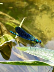 blue dragonfly on a green leaf