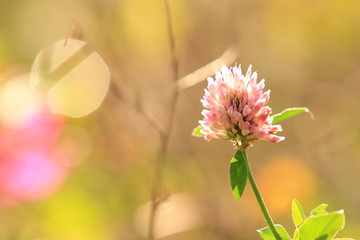 Lichtspiel mit Blüten 