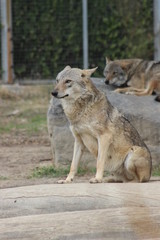 Hayvanlar alemini yakından inceledik