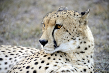 Cheetah, Hluhluwe, South Africa