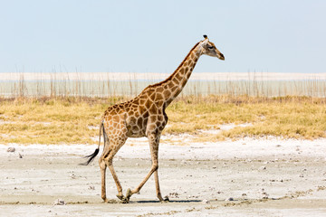 Giraffe walking elegantly through a salt pan, Etosha, Namibia, Africa