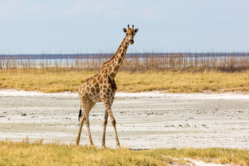Giraffe walking elegantly through a salt pan, Etosha, Namibia, Africa