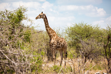 Chewing giraffe standing between some trees, Etosha, Namibia, Africa