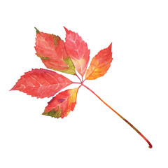 Autumn red grape leaf, watercolor hand drawn botanical illustration isolated on white background.