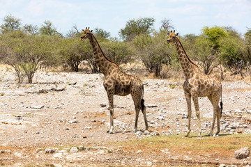 Two giraffes standing in the steppe, Etosha, Namibia, Africa