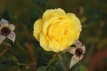close details of a soft bunch of light yellow rose flowers blooming on the bush in a rose garden, Victoria, Australia