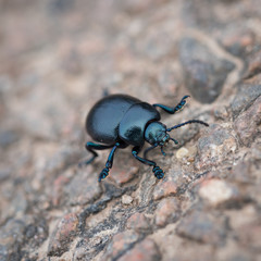 un insecte Timarcha tenebricosa coléoptère scarabée noir sur la route