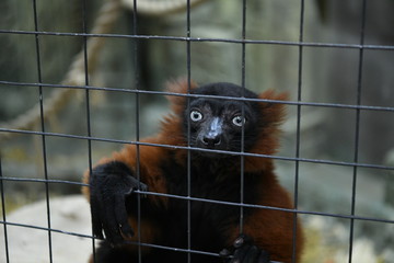 lemurs
