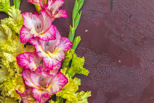 Border frame made of yellow and pink gladiolus flowers on claret concrete background. Pattern of gladiolus with space for your text, holiday greeting card