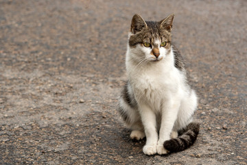 Naklejka na ściany i meble Homeless cat sitting on the wet asphalt