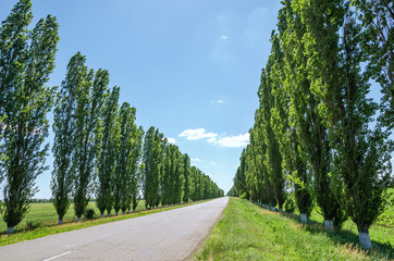 poplar alley and asphalt road