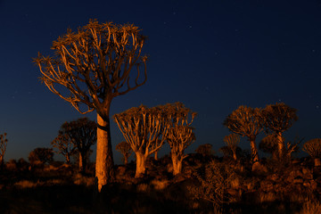Quiver Trees, Keetmanshoop, Namibia