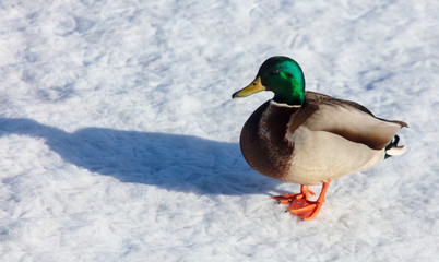 Duck on the snow in winter
