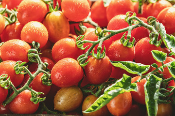 Red fresh tomatoes in wooden box. Dark background. Close up. Gmo free. Natural good food. Sunny backlight.