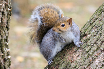 scoiattolo grigio