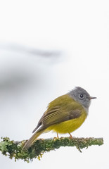 A Grey-headed canary-flycatcher perched on a small branch in central Sri lanka in Nuwara Eliya	