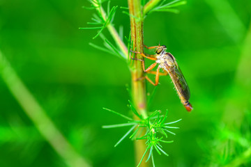 Close-ups of different insects inhabiting wild plants