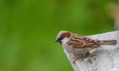 A House Sparrow on a building ledge in central Sri Lanka