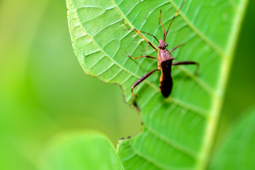 Close-ups of different insects inhabiting wild plants