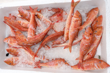 Fresh red mullet, mullus barbatus, for sale on a fishmonger market stall