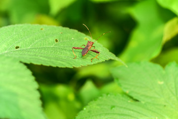 Close-ups of different insects inhabiting wild plants