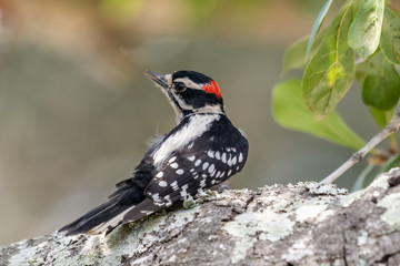Male downy woodpecker sitting in a tree