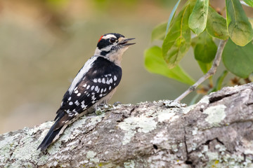 Male downy woodpecker calling 