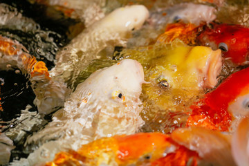 Multicolored fish carp on the water surface