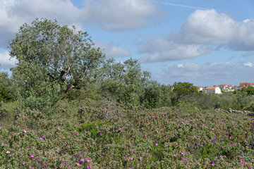 Olivenhain
