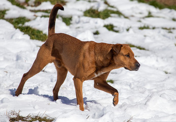 Dog in the snow in winter