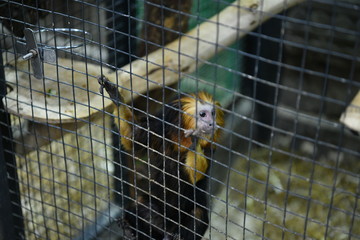 little tame monkeys in a children's contact zoo