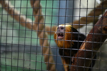 little tame monkeys in a children's contact zoo