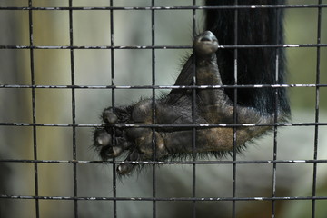 little tame monkeys in a children's contact zoo