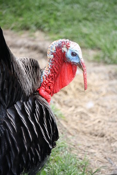 Portrait of one turkey