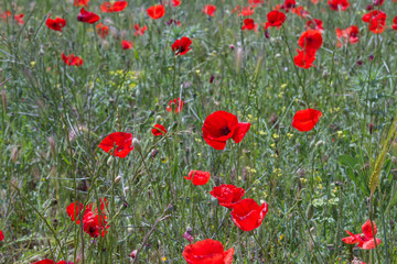 Wild red poppy flowers blooming in the springtime countryside
