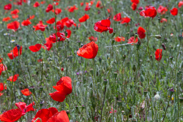 Fototapeta premium Wild red poppy flowers close up