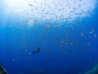 世界遺産_沖ノ島_スキューバダイビング