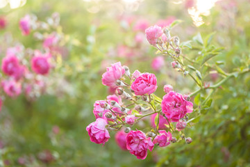 Pink roses in the garden