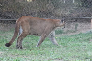 Hayvanlar alemini yakından inceledik
