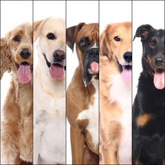Group beautiful house pets in front of a white background