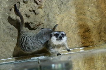 meerkats in a children's contact zoo