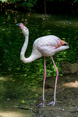 The American flamingo, Phoenicopterus ruber is a large species of flamingo