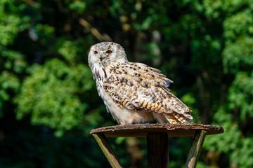 Eurasian Eagle Owl, Bubo bubo in a german nature park